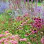 Echinacea purpurea